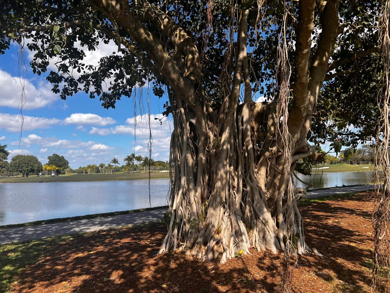 A tree with many branches on it near the water.