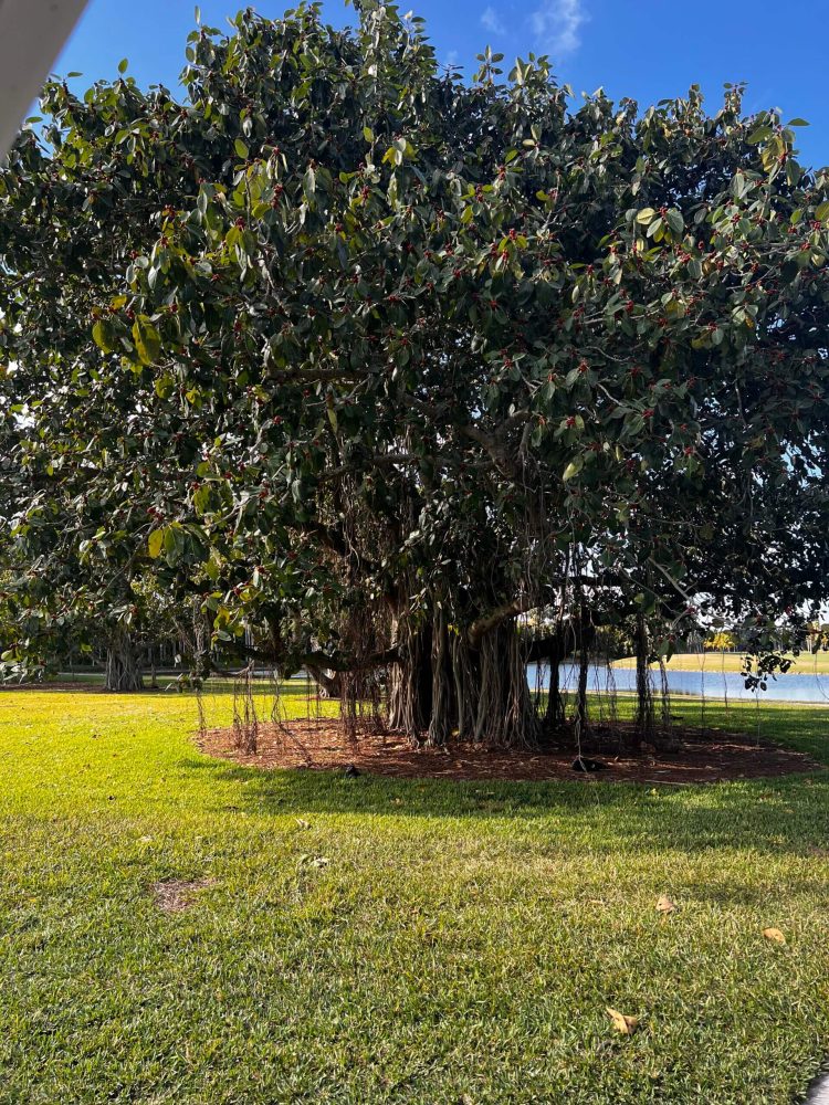 A large tree in the middle of a park.